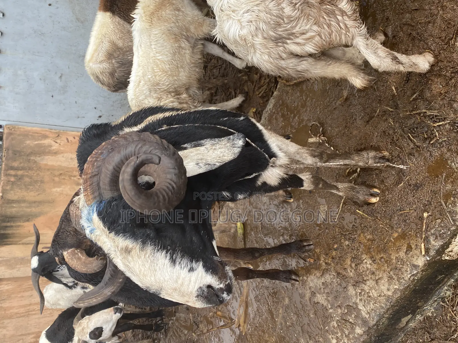 Big and Plenty Ram