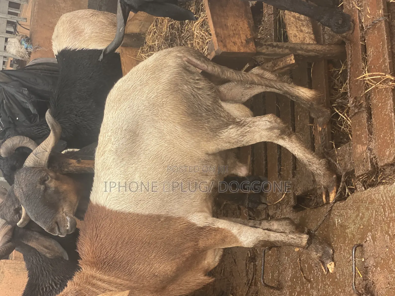 Big and Plenty Ram