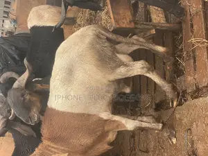 Big and Plenty Ram