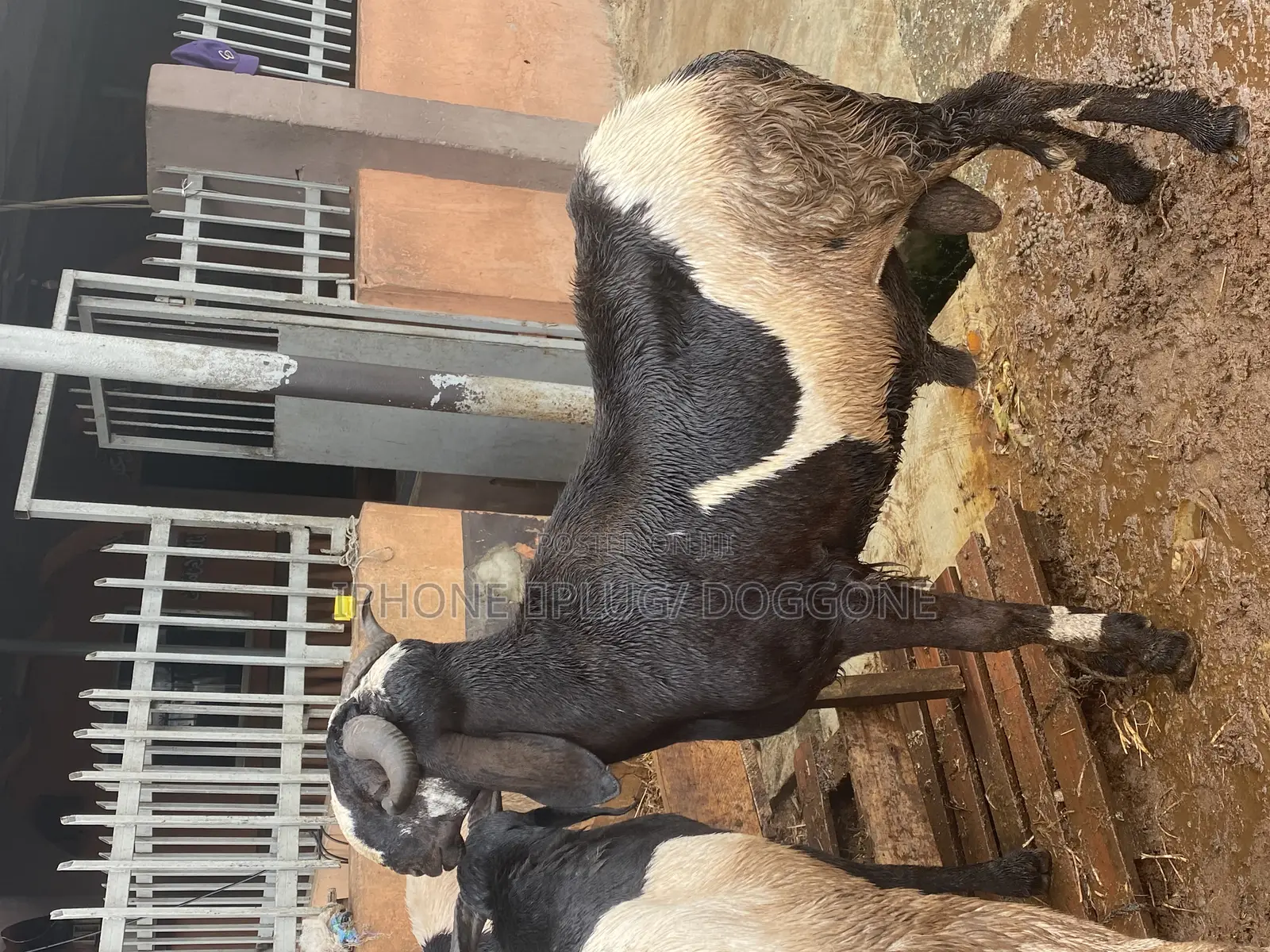 Big and Plenty Ram