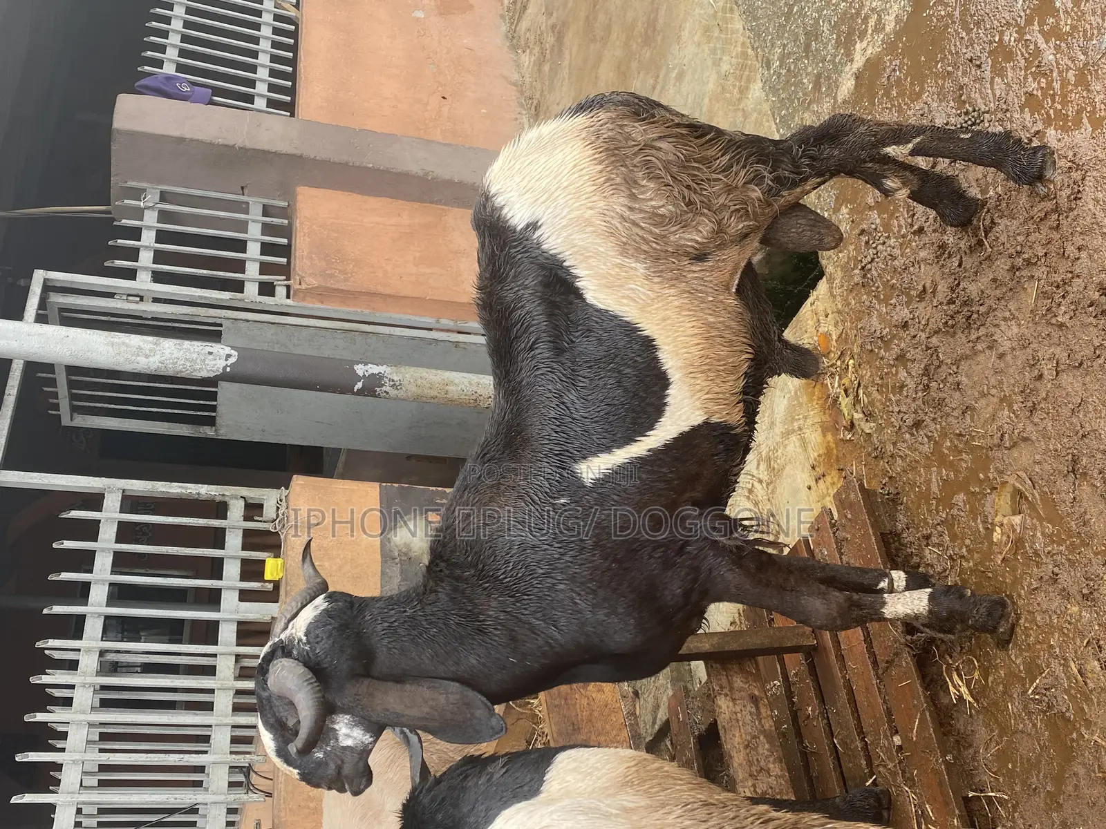 Big and Plenty Ram
