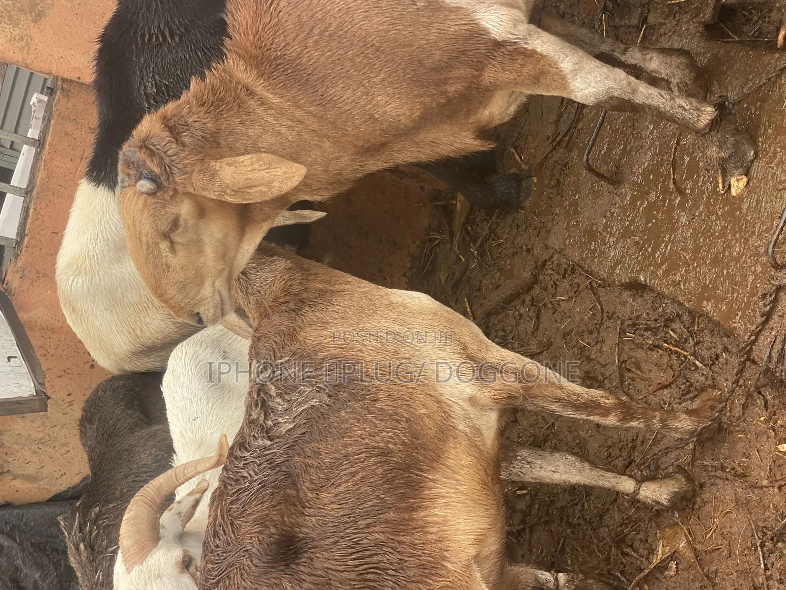 Big and Plenty Ram