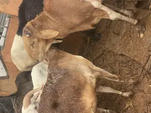 Big and Plenty Ram