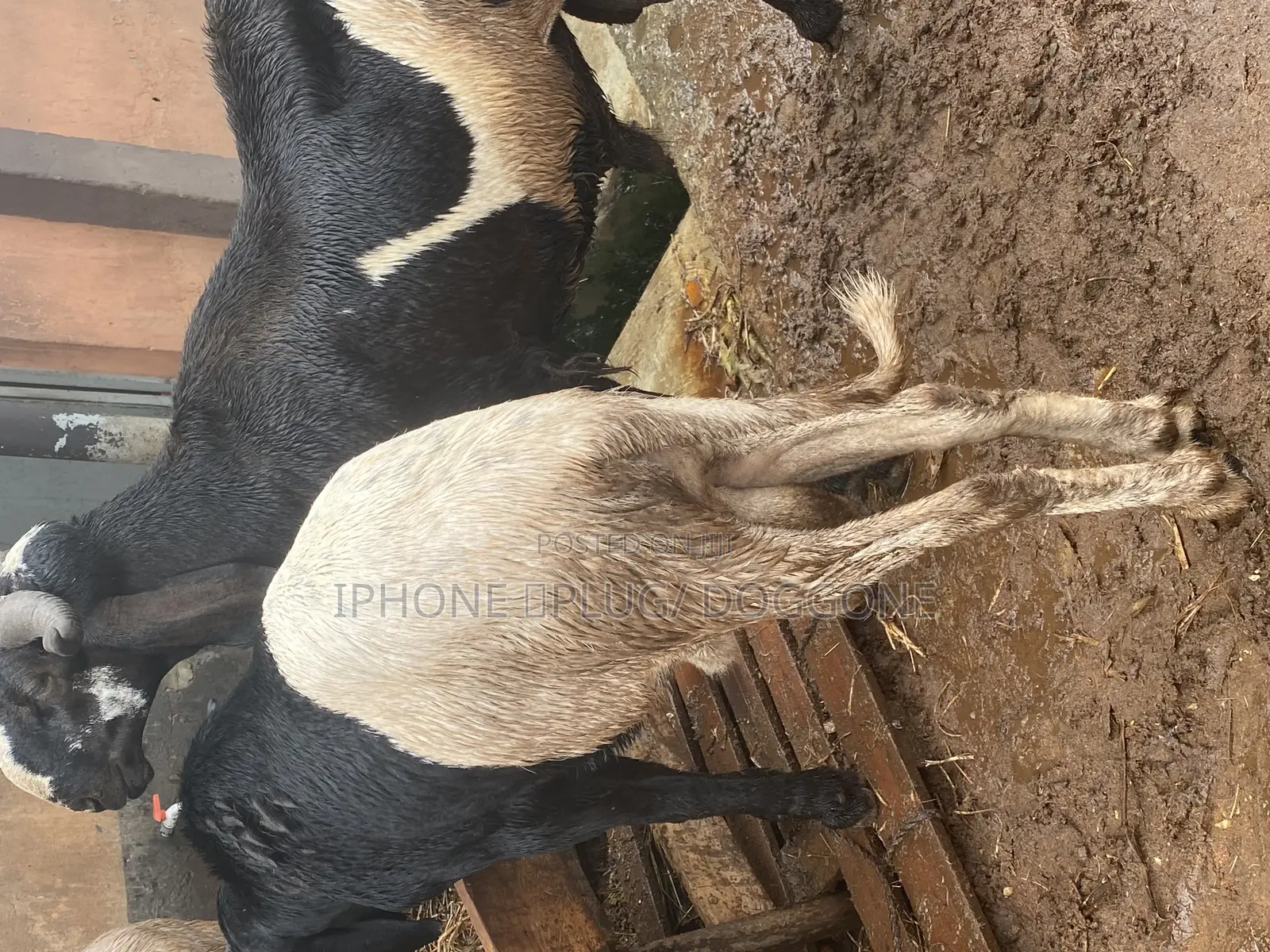 Big and Plenty Ram