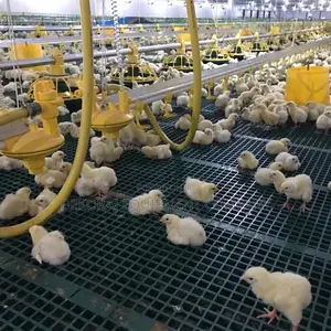 Floor Crate for Raising Healthy Broiler,Layers