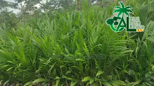 Supergene Seedling (Malaysian Dwarf Oilpalm)