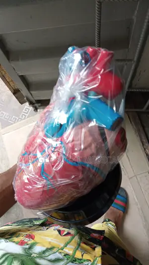 Laboratory Heart Model