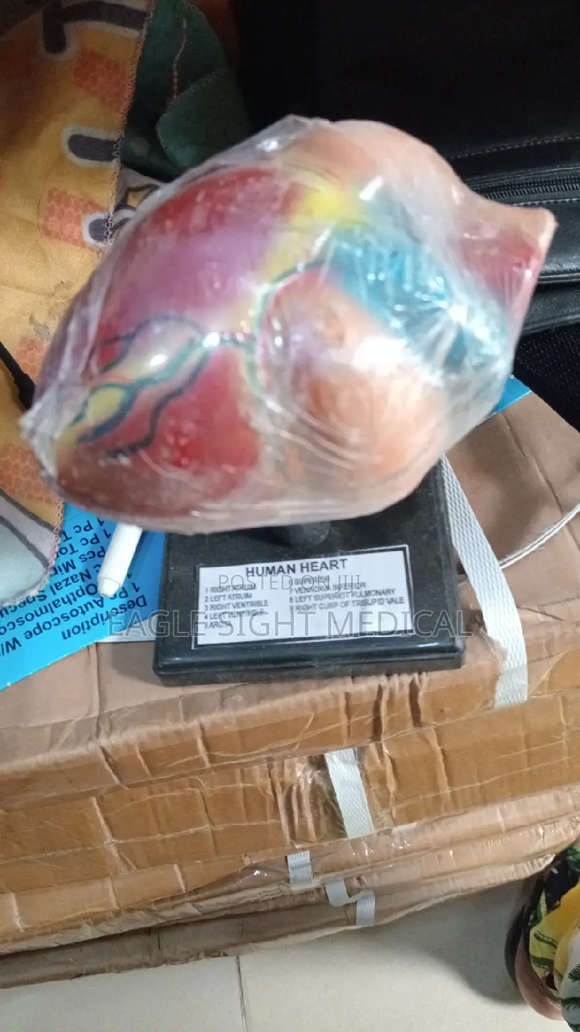 Heart Model Medium Size