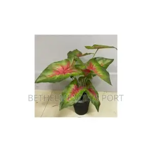 Photo - Angel Wing Plants [Red] 45cm