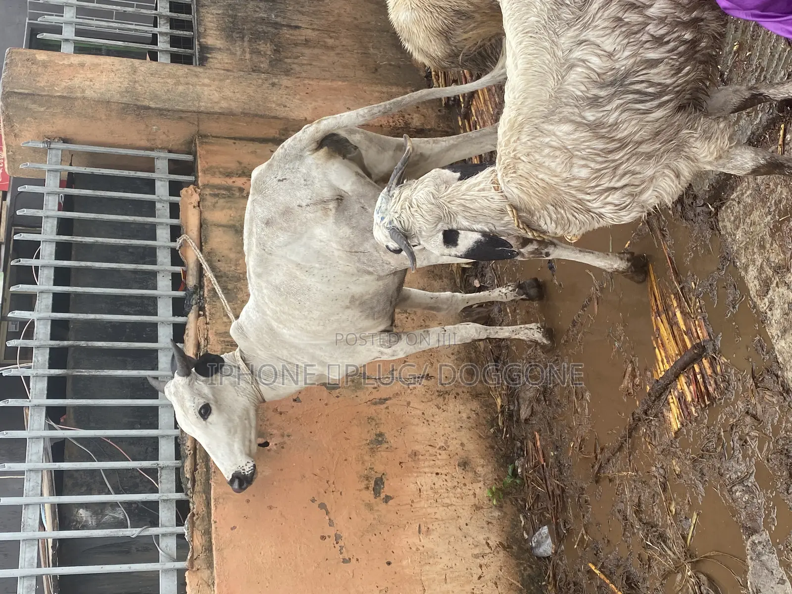 Ram Available
