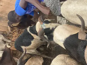 Ram Available