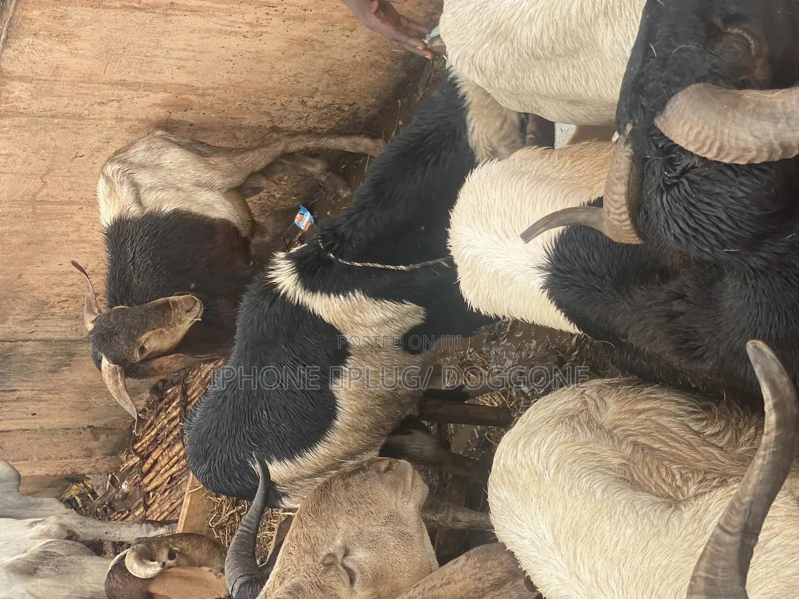 Ram Available