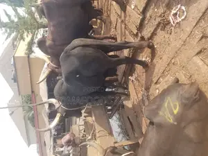 Photo - Big Healthy Cow