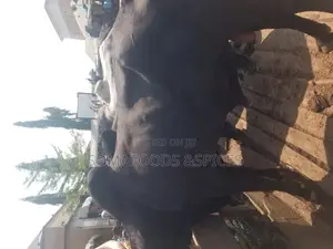 Photo - Big Matured Healthy Cow