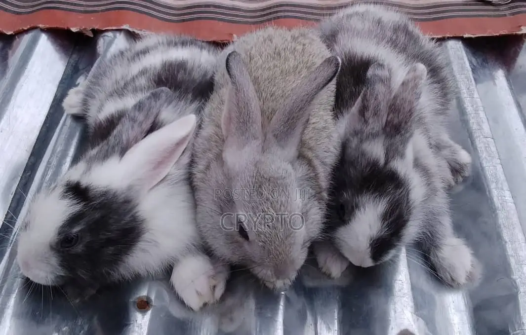 Exotic Rabbit Breeds