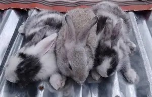 Exotic Rabbit Breeds