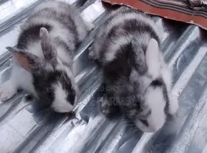 Exotic Rabbit Breeds