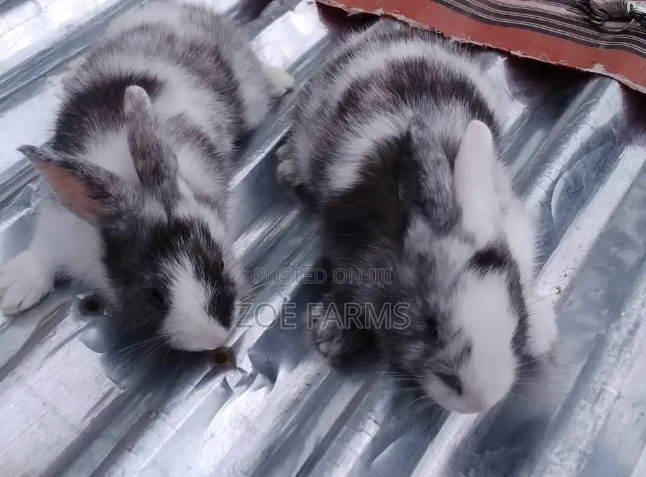 Exotic Rabbit Breeds