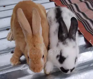 Exotic Rabbit Breeds