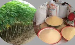 Revolutionize Your Garri Business With 200kg/Hr Garri Machin