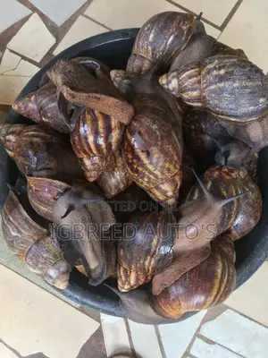 African Giant Snails