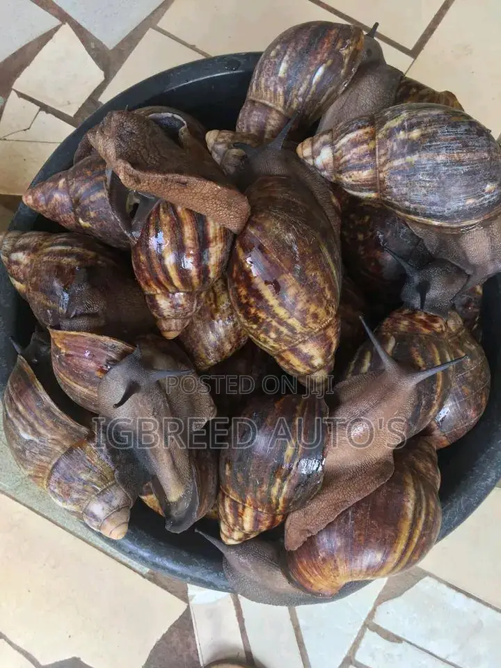 African Giant Snails