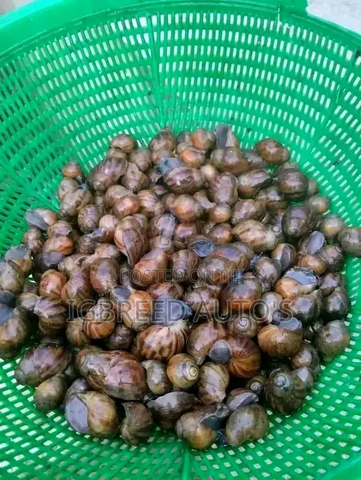 African Giant Snails