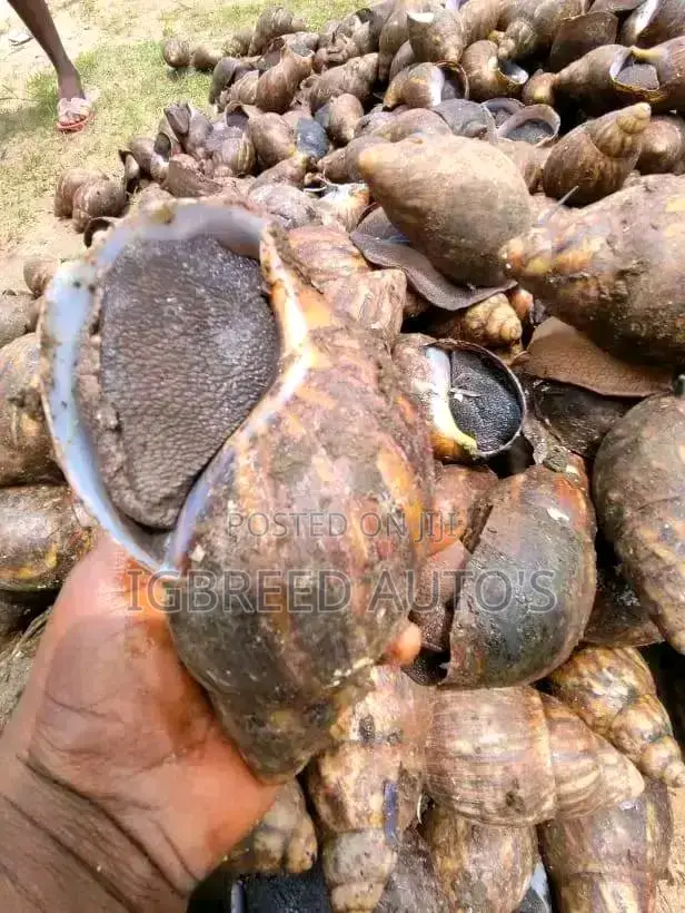 African Giant Snails