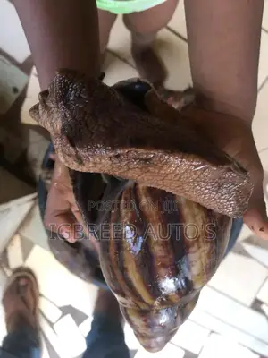 African Giant Snails