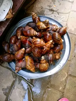 African Giant Snails