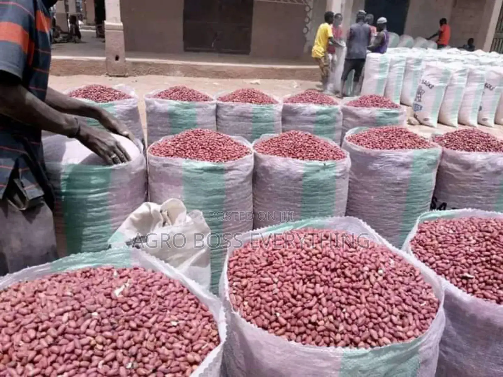 Groundnut Available in Bags and Trailer