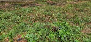 30 Plots at Olooru