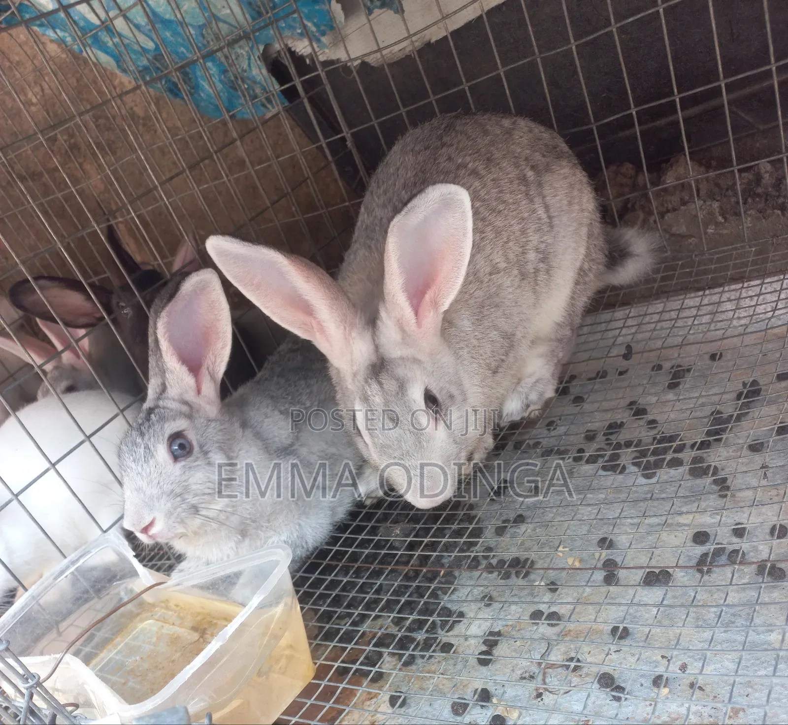 Rabbits for Sale