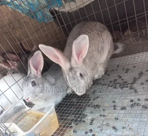 Rabbits for Sale