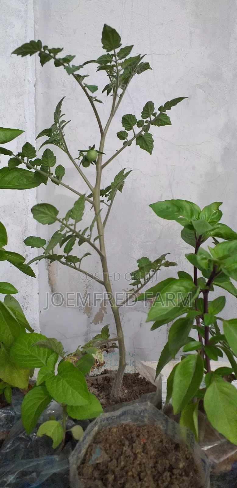 Herb Seedlings