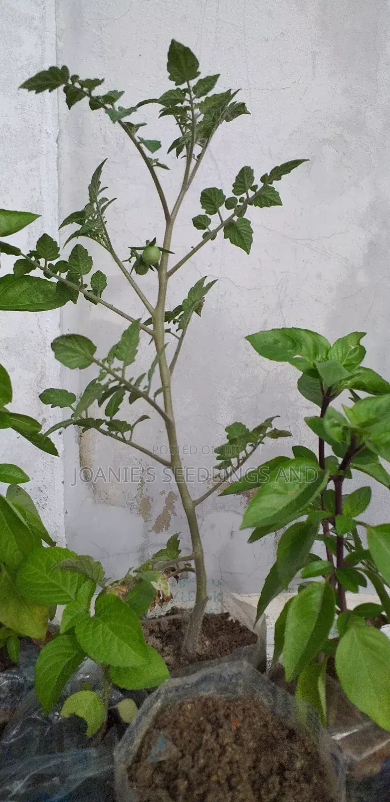 Herb Seedlings