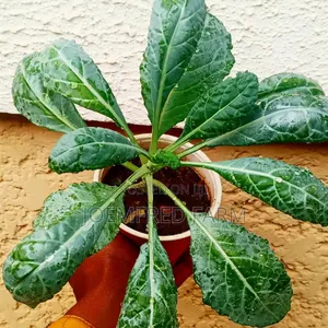 Herb Seedlings