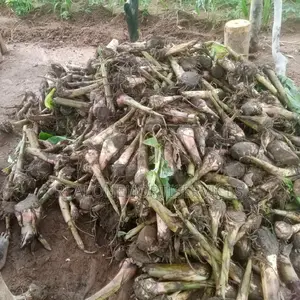 Plantain Sucker for Large, Medium Scale Farm and Ot