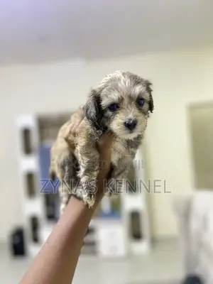 1-3 months Female Purebred Lhasa Apso