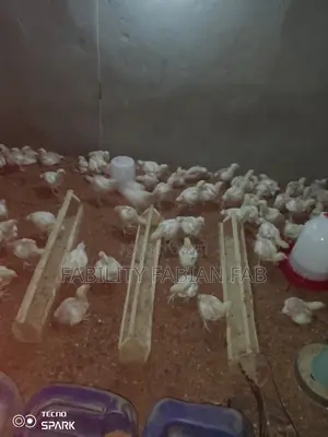 Two Weeks Broiler