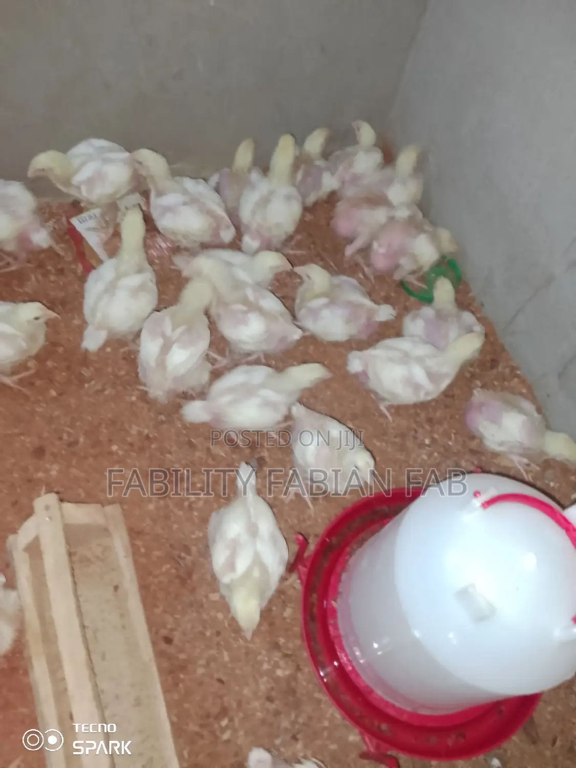 Two Weeks Broiler