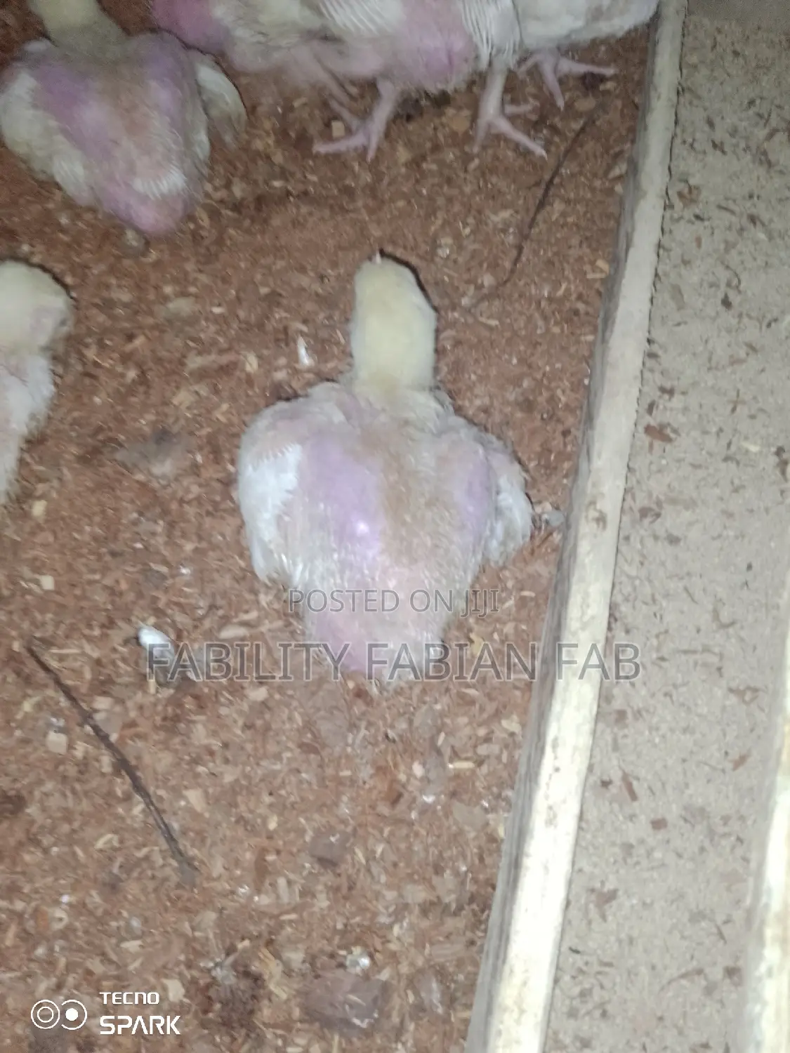 Two Weeks Broiler