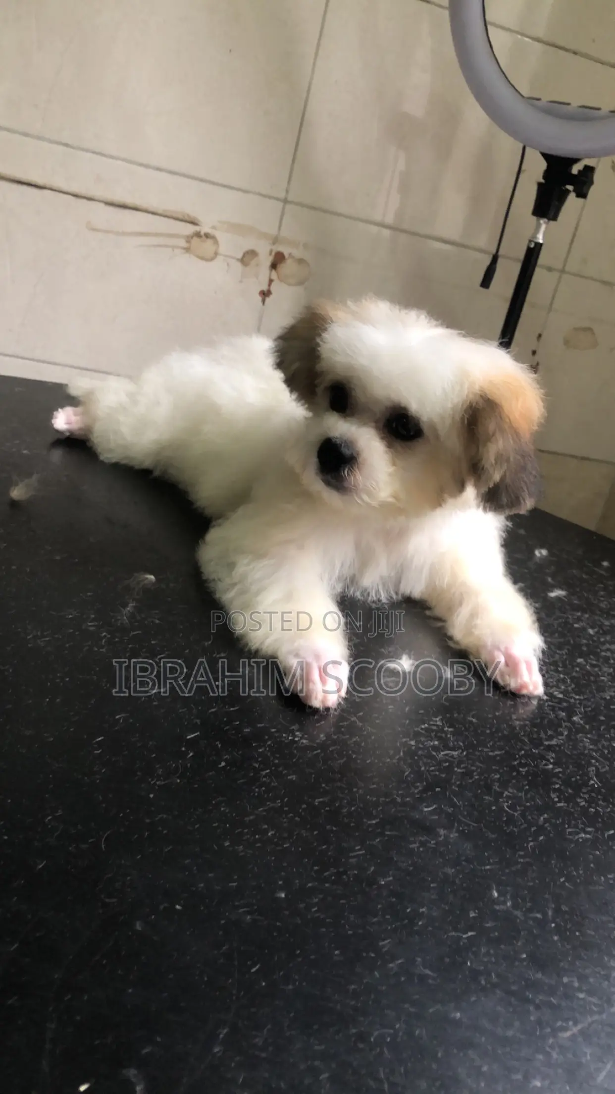Pet Grooming at Affordable Prices