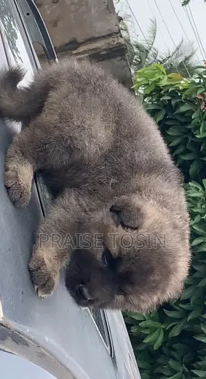 1-3 months Female Purebred Caucasian Shepherd