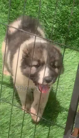 1-3 months Female Purebred Caucasian Shepherd