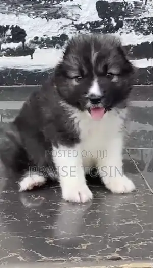 1-3 months Female Purebred Caucasian Shepherd