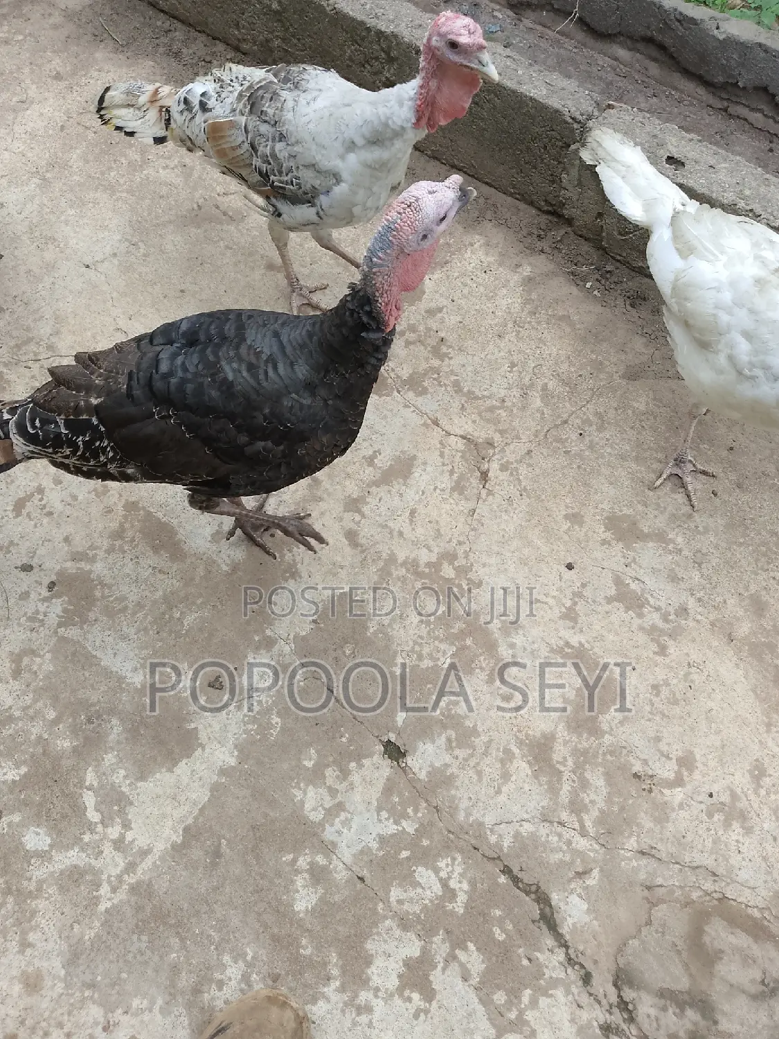 Local Turkey Going to 4 Months