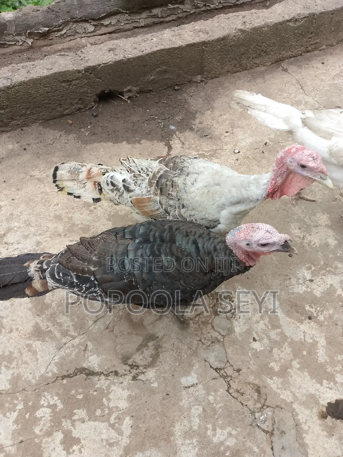 Local Turkey Going to 4 Months