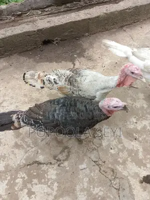 Local Turkey Going to 4 Months