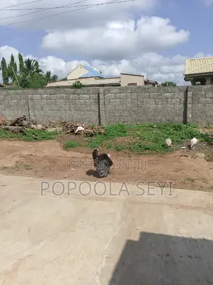 Local Turkey Going to 4 Months